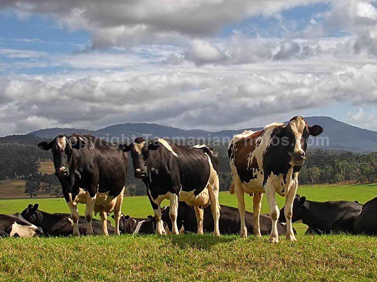 Cows at Bream Creek, Tasmania. (martin chambers: tasmanianphotos.com) (02/01/21) : Bream-Creek-Cows-Tasmania_20210102-120752