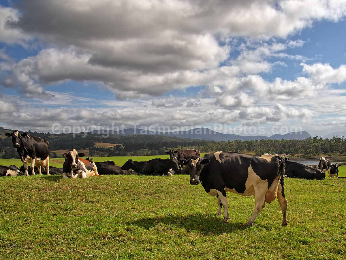 Cows at Bream Creek, Tasmania. (martin chambers: tasmanianphotos.com) (02/01/21) : Bream-Creek-Cows-Tasmania_20210102-120759