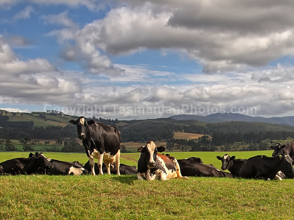Cows at Bream Creek, Tasmania. (martin chambers: tasmanianphotos.com) (02/01/21) : Bream-Creek-Cows-Tasmania_20210102-120804