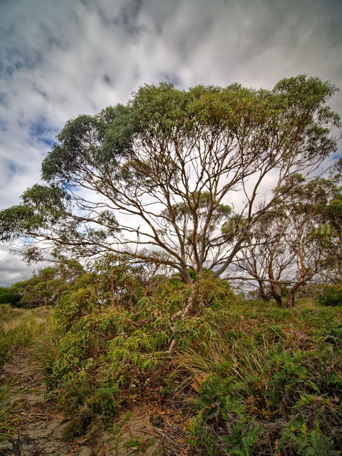 Gumtree at  Bream Creek, Tasmania. (martin chambers: tasmanianphotos.com) (08/03/20) : Bream-Creek-Gumtree-Tasmania_20200308-194754
