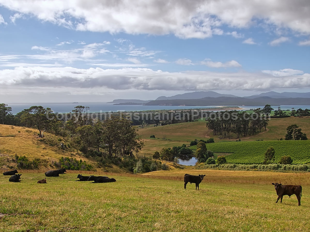 View from Bream Creek, Tasmania. (martin chambers: tasmanianphotos.com) (02/01/21) : Bream-Creek-Tasmania_20210102-120744
