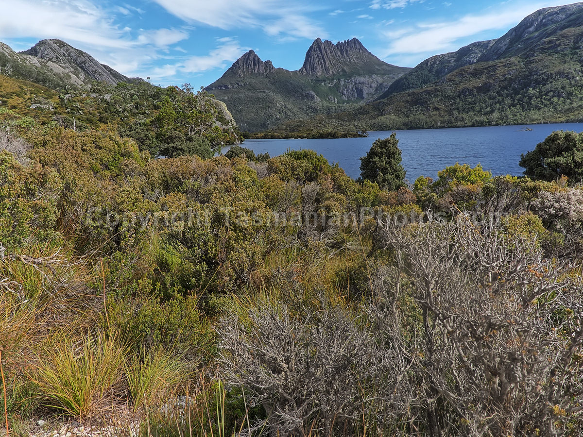 View of Cradle Mountain from Dove Lake. Cradle Mountain Lake St Clair National Park. (martin chambers: tasmanianphotos.com) (21/02/21) : Cradle-Mountain-Lake-St-Clair-National-Park-Tasmania_20210221-174302