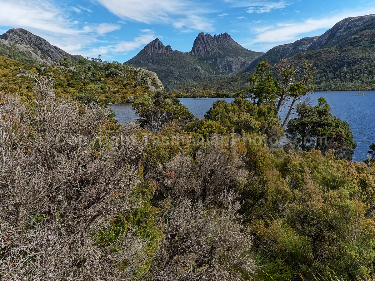 View of Cradle Mountain from Dove Lake. Cradle Mountain Lake St Clair National Park. (martin chambers: tasmanianphotos.com) (21/02/21) : Cradle-Mountain-Lake-St-Clair-National-Park-Tasmania_20210221-174306