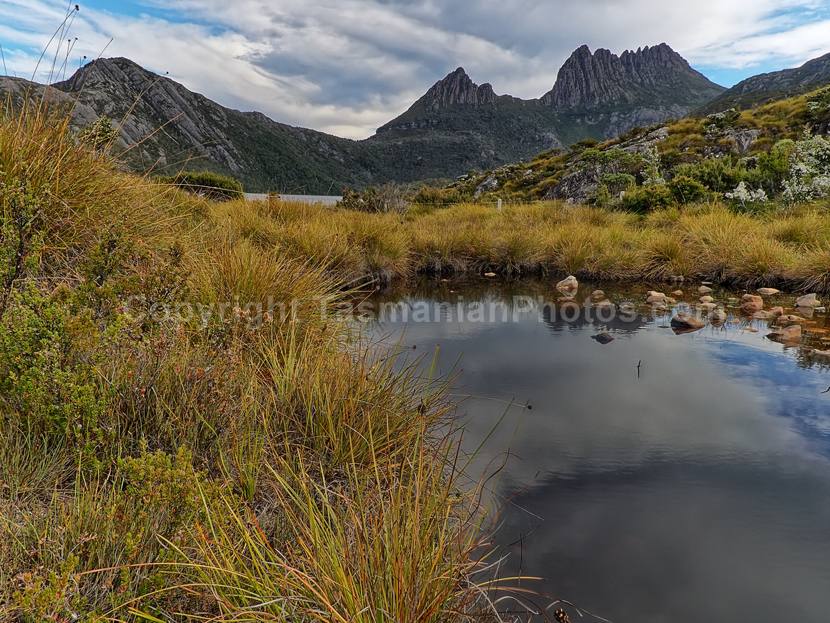 View of Cradle Mountain from Dove Lake. Cradle Mountain Lake St Clair National Park. (martin chambers: tasmanianphotos.com) (21/02/21) : Cradle-Mountain-Lake-St-Clair-National-Park-Tasmania_20210221-174330