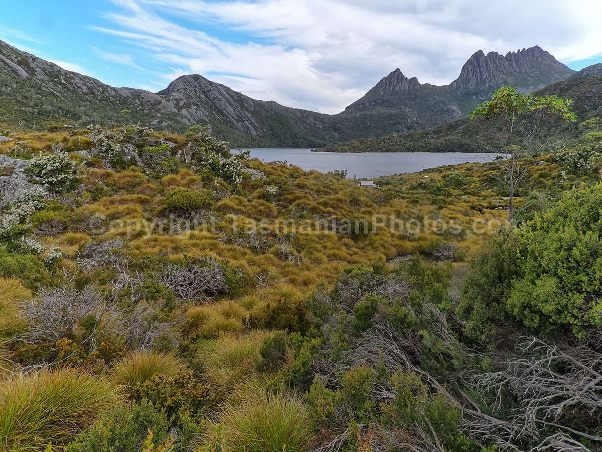 View of Cradle Mountain from Dove Lake. Cradle Mountain Lake St Clair National Park. (martin chambers: tasmanianphotos.com) (21/02/21) : Cradle-Mountain-Lake-St-Clair-National-Park-Tasmania_20210221-174333
