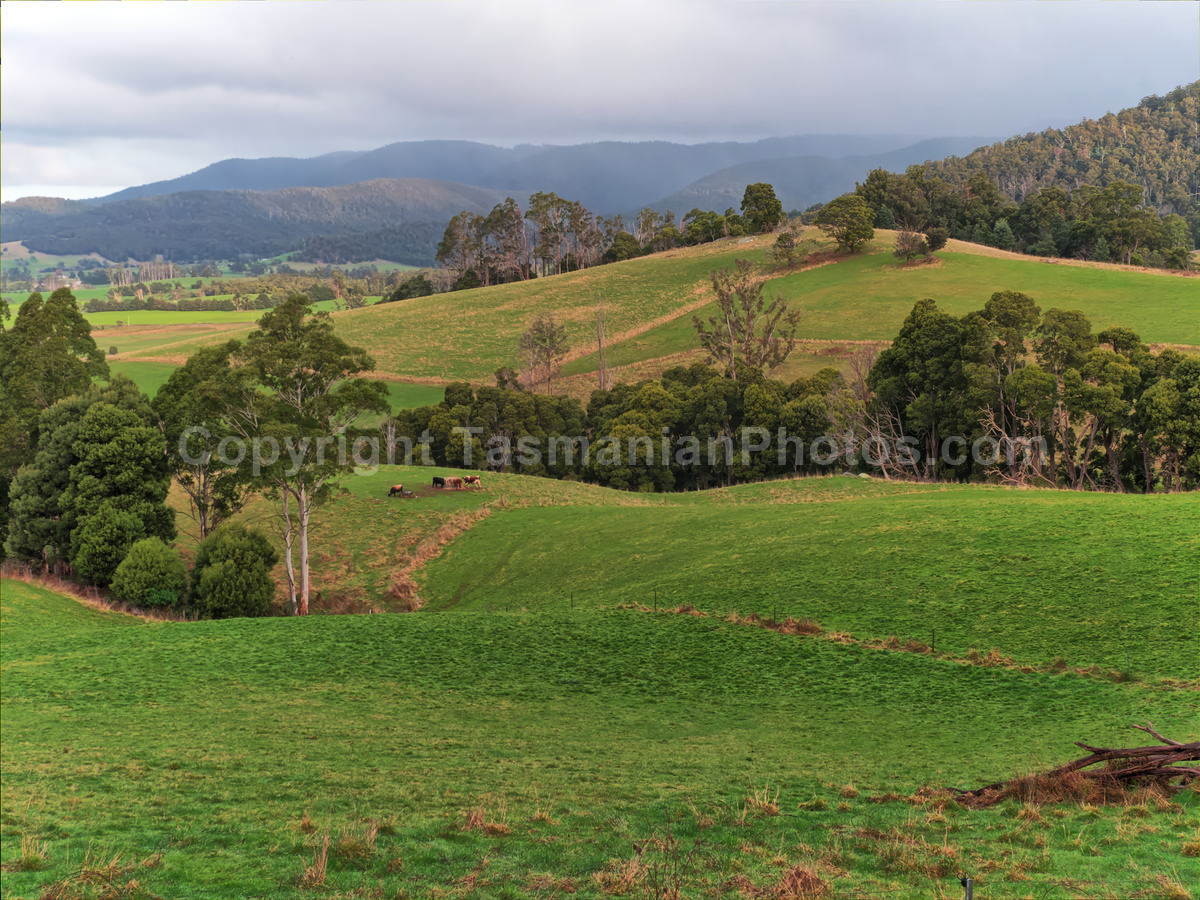 Rolling hills near Derby, Tasmania. (martin chambers: tasmanianphotos.com) (13/07/21) : Derby-Tasmania_20210713-145335