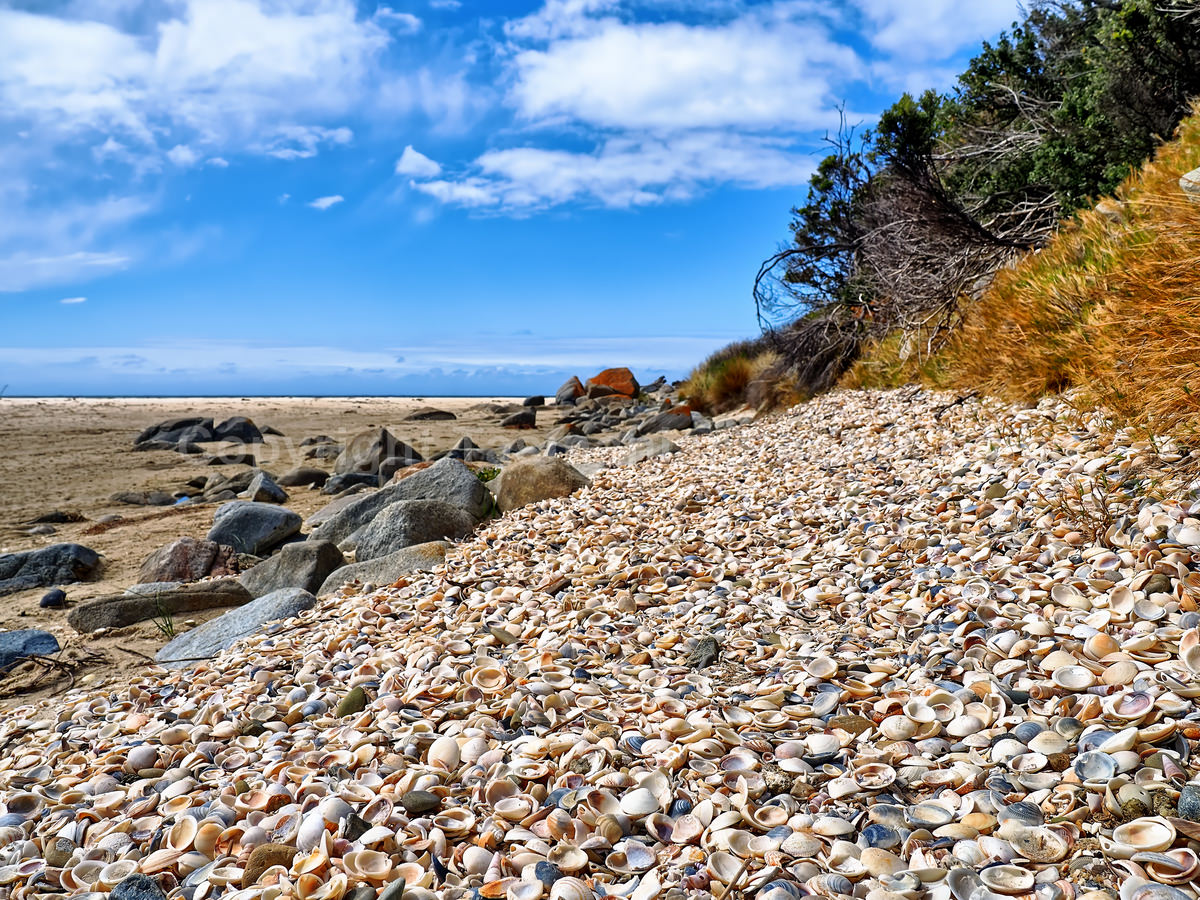 Shells washed up on Falmouth Beach on the North East Coast of Tasmania. (martin chambers: tasmanianphotos.com) (08/10/19) : Falmouth-Beach-Tasmania_20191008-203904