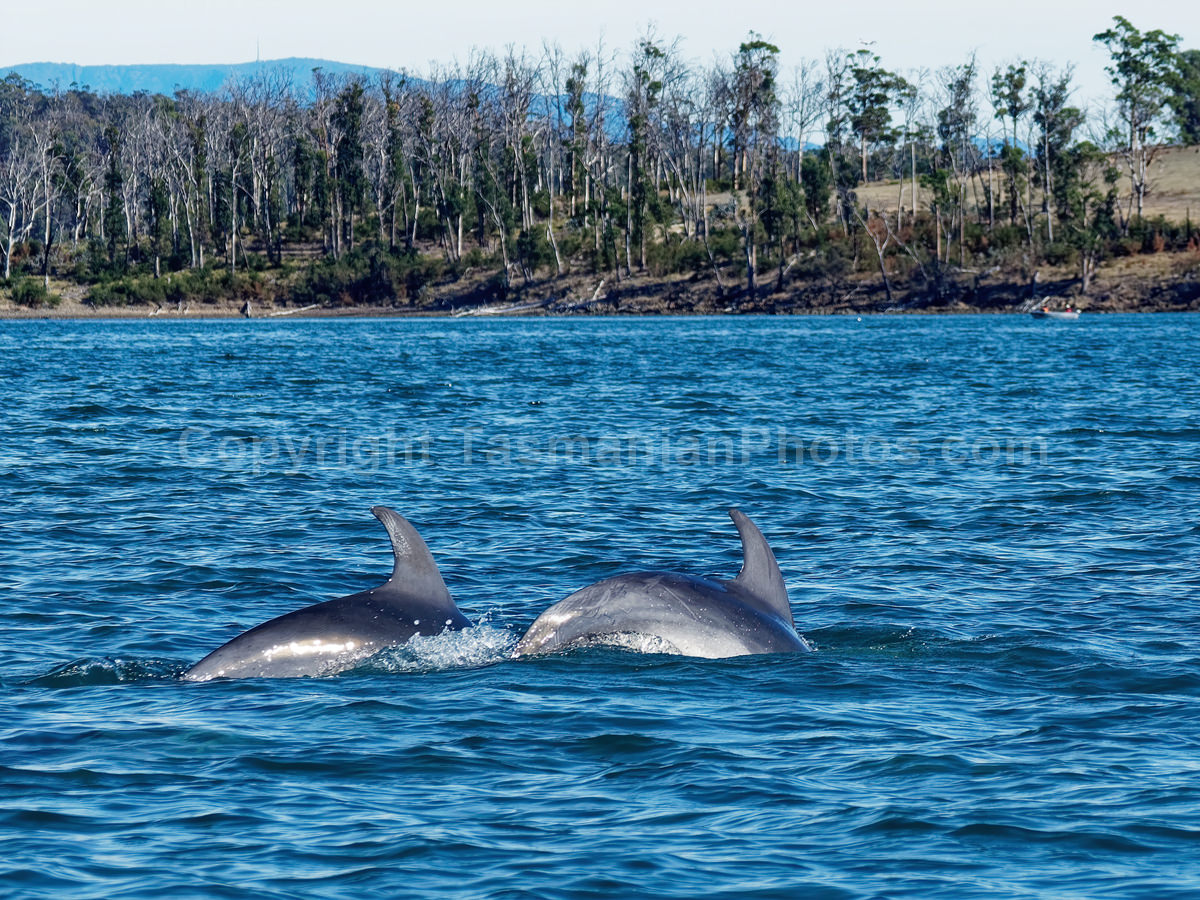 Dolphins playing in Susan's Bay on the East Coast of Tasmania. (martin chambers: tasmanianphotos.com) (23/04/19) : Frederick-Henry-Bay-Dolphins-Tasmania_20190423-205301