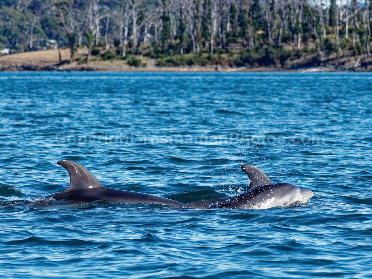 Dolphins playing in Susan's Bay on the East Coast of Tasmania. (martin chambers: tasmanianphotos.com) (23/04/19) : Frederick-Henry-Bay-Dolphins-Tasmania_20190423-205303