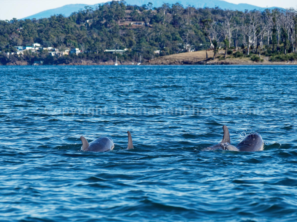 Dolphins playing in Susan's Bay on the East Coast of Tasmania. (martin chambers: tasmanianphotos.com) (23/04/19) : Frederick-Henry-Bay-Dolphins-Tasmania_20190423-205305