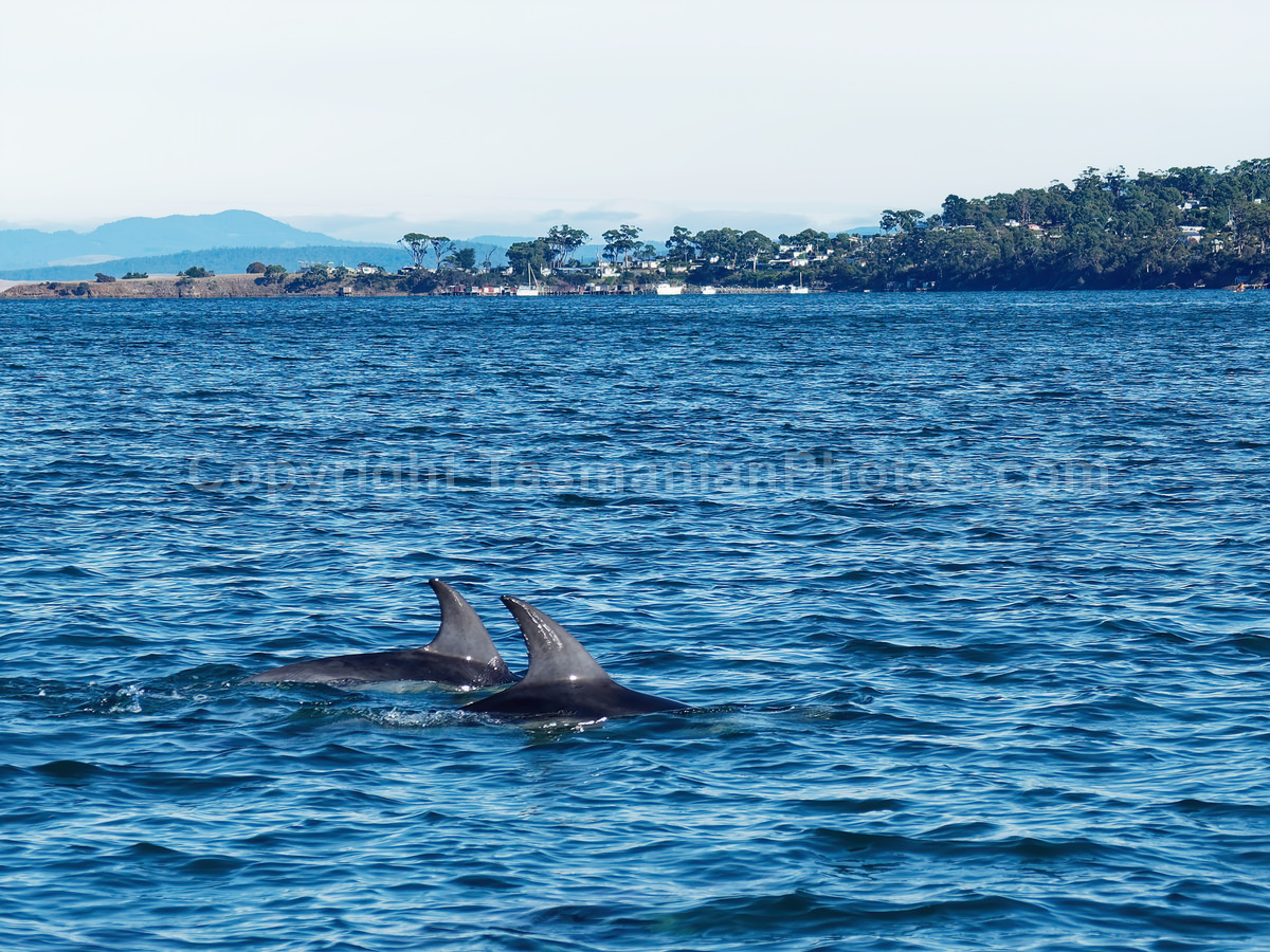 Dolphins playing in Susan's Bay on the East Coast of Tasmania. (martin chambers: tasmanianphotos.com) (23/04/19) : Frederick-Henry-Bay-Dolphins-Tasmania_20190423-205307