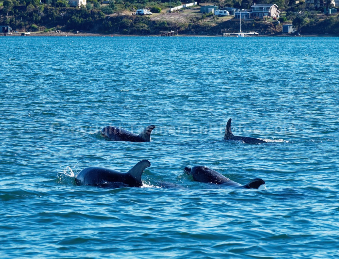 Dolphins playing in Susan's Bay on the East Coast of Tasmania. (martin chambers: tasmanianphotos.com) (23/04/19) : Frederick-Henry-Bay-Dolphins-Tasmania_20190423-205318