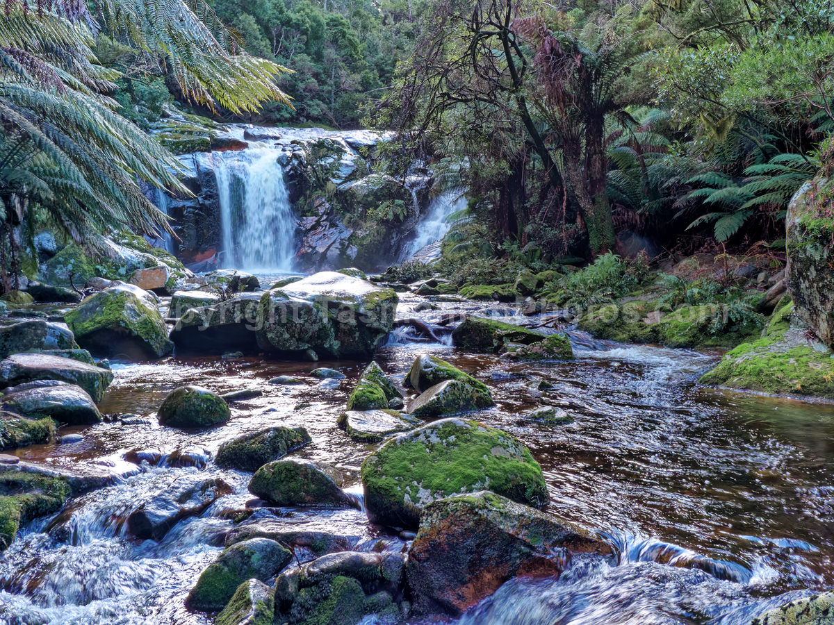 Halls Falls near Pyengana. Tasmania.

 (martin chambers: tasmanianphotos.com) (13/07/21) : Halls-Falls-Tasmania_20210713-145941