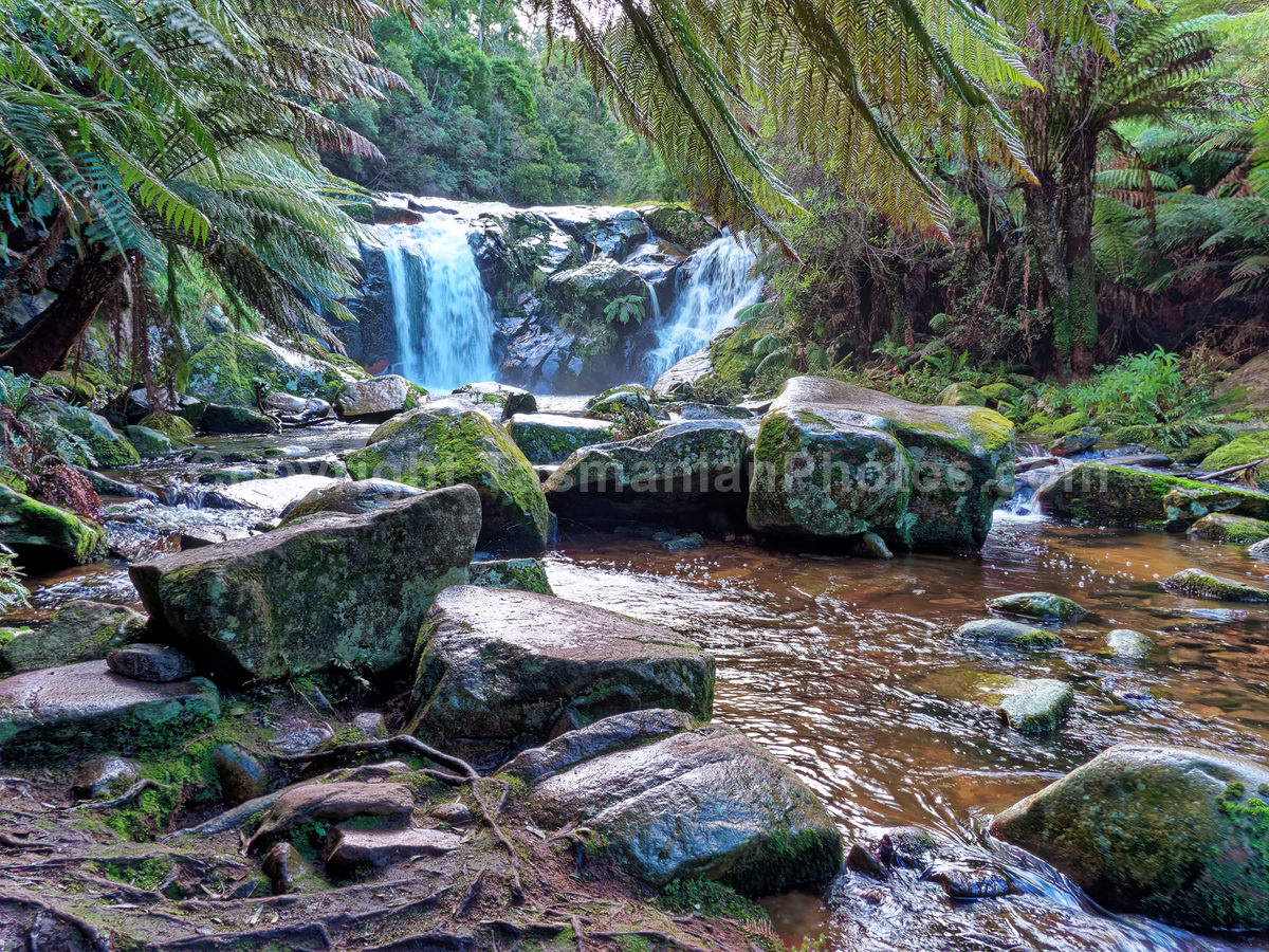 Halls Falls near Pyengana. Tasmania.

 (martin chambers: tasmanianphotos.com) (13/07/21) : Halls-Falls-Tasmania_20210713-145955