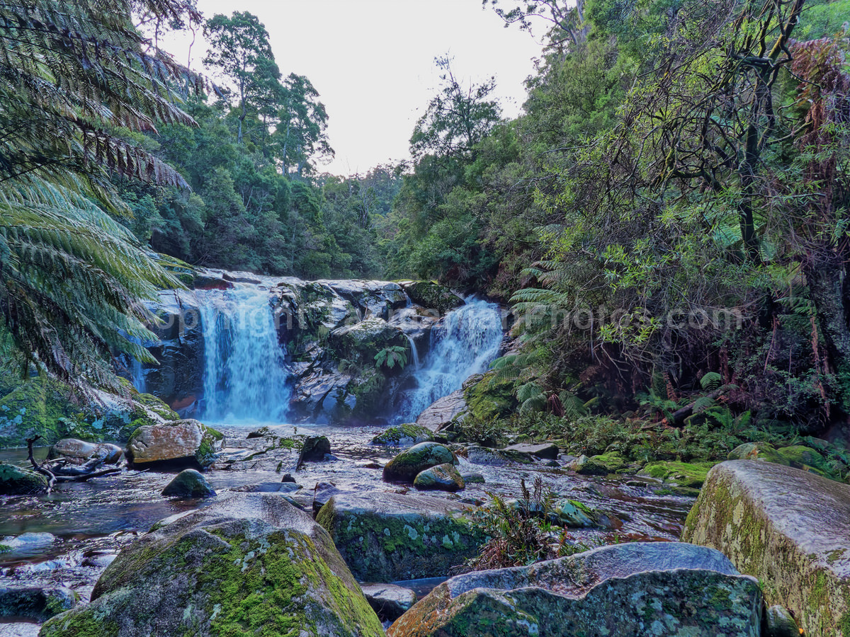 Halls Falls near Pyengana. Tasmania.

 (martin chambers: tasmanianphotos.com) (13/07/21) : Halls-Falls-Tasmania_20210713-150002