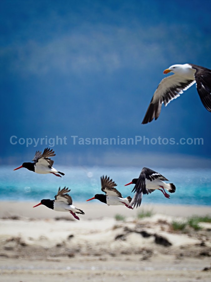 Birdlife at the spit on Marion Bay on the East Coast of Tasmania. (martin chambers: tasmanianphotos.com) (15/01/17) : Marion-Bay-Bird-Tasmania_20190718-204358