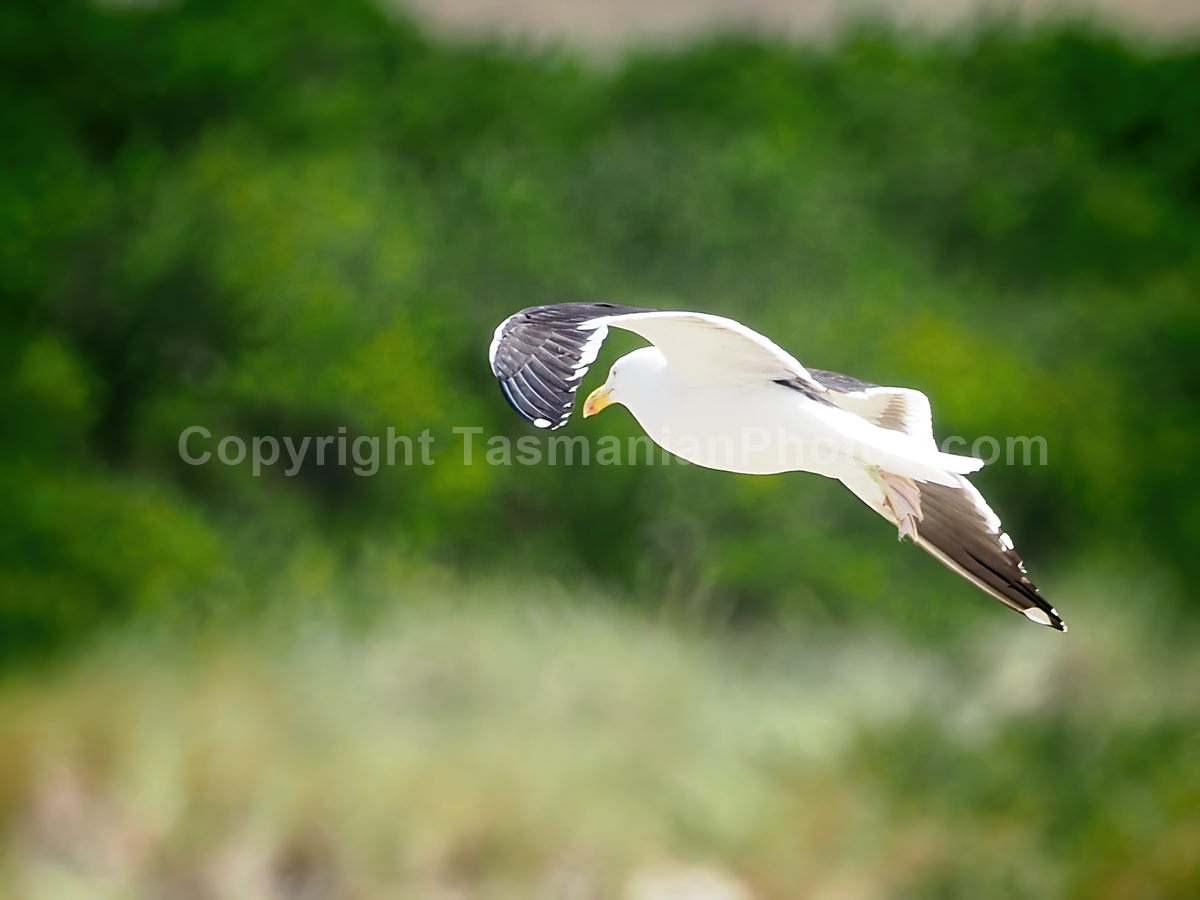 Birdlife at the spit on Marion Bay on the East Coast of Tasmania. (martin chambers: tasmanianphotos.com) (15/01/17) : Marion-Bay-Bird-Tasmania_20190718-204408