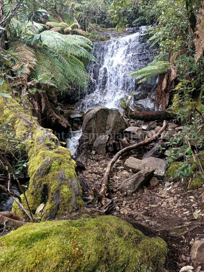 Myrtle Forest Falls in the Myrtle Forest Walk, Collinsvale, Tasmania (martin chambers: tasmanianphotos.com) (10/10/21) : Myrtle-Forest-Falls-Tasmania_20211010-170258
