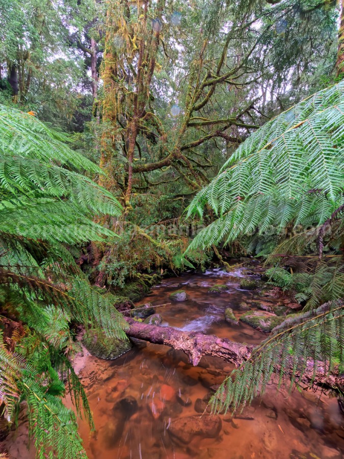 Saint Columba Falls State Reserve, Pyengana. Tasmania.

 (martin chambers: tasmanianphotos.com) (13/07/21) : Saint-Columba-Falls-State-Reserve-Tasmania_20210713-145351