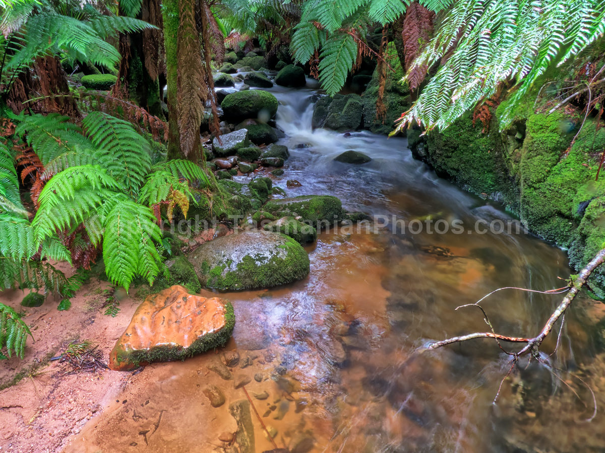Saint Columba Falls State Reserve, Pyengana. Tasmania.

 (martin chambers: tasmanianphotos.com) (13/07/21) : Saint-Columba-Falls-State-Reserve-Tasmania_20210713-145358