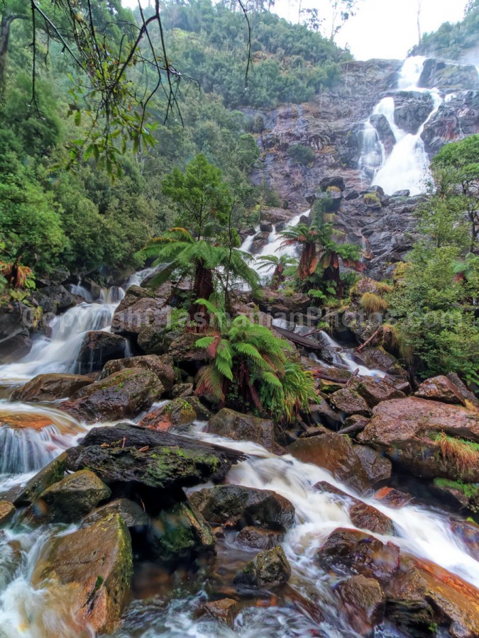 Saint Columba Falls in the Saint Columba Falls State Reserve, Pyengana. Tasmania.

 (martin chambers: tasmanianphotos.com) (13/07/21) : Saint-Columba-Falls-Tasmania_20210713-145422
