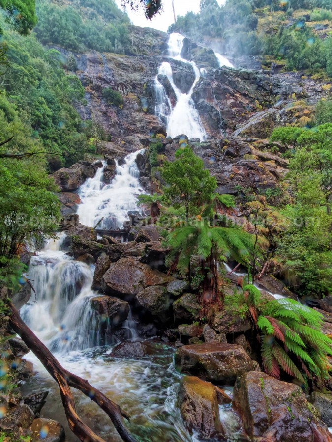 Saint Columba Falls in the Saint Columba Falls State Reserve, Pyengana. Tasmania.

 (martin chambers: tasmanianphotos.com) (13/07/21) : Saint-Columba-Falls-Tasmania_20210713-145430