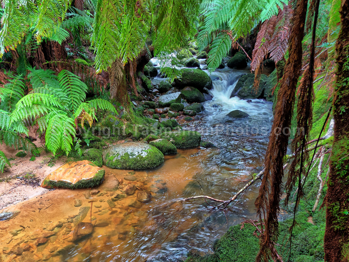 Saint Columba Falls in the Saint Columba Falls State Reserve, Pyengana. Tasmania.

 (martin chambers: tasmanianphotos.com) (13/07/21) : Saint-Columba-Falls-Tasmania_20210713-145707