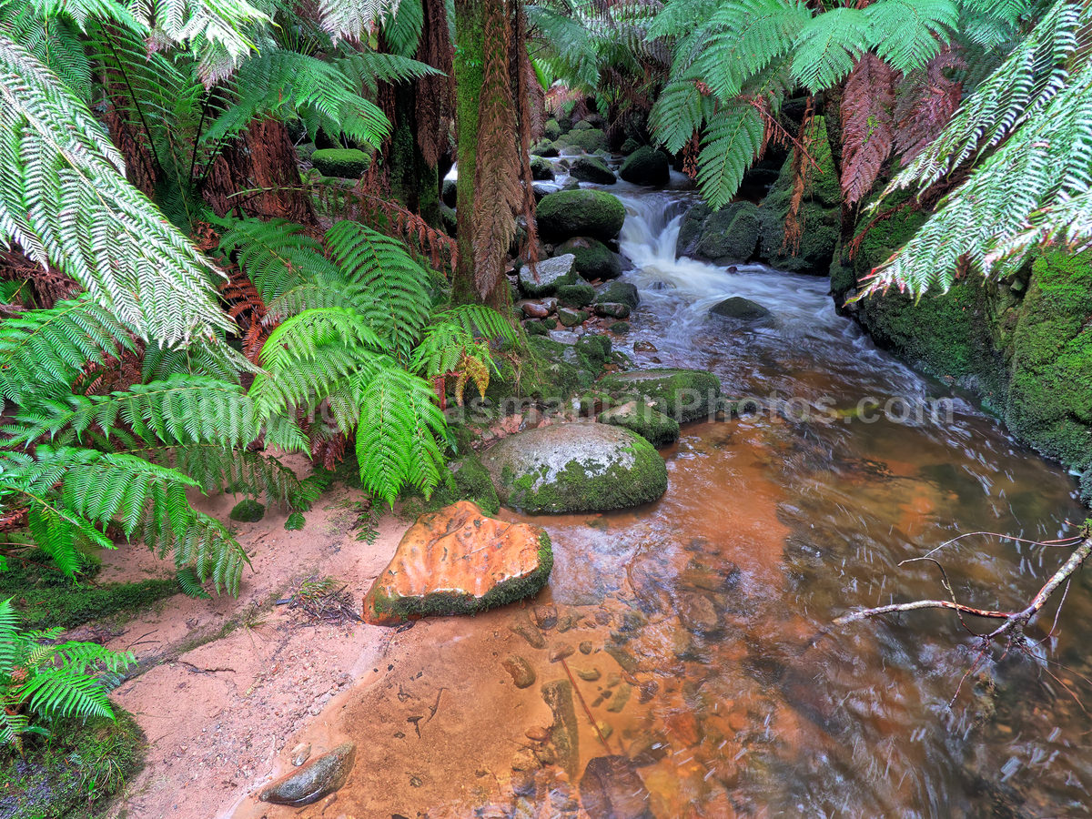 Saint Columba Falls in the Saint Columba Falls State Reserve, Pyengana. Tasmania.

 (martin chambers: tasmanianphotos.com) (13/07/21) : Saint-Columba-Falls-Tasmania_20210713-145714