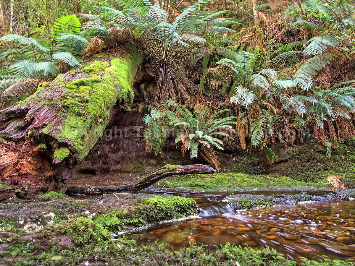 Snug Falls, Tasmania. (martin chambers: tasmanianphotos.com) (02/08/20) : Snug-Falls-Tasmania_20200802-171842