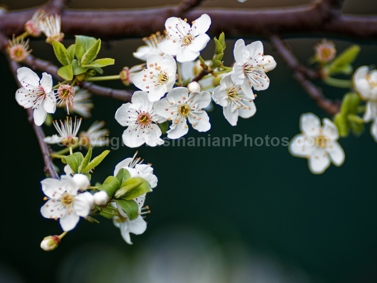 Spring Blossom. Hobart, Tasmania. (martin chambers: tasmanianphotos.com) (19/08/20) : Spring-Blossom-Tasmania_20200819-184113