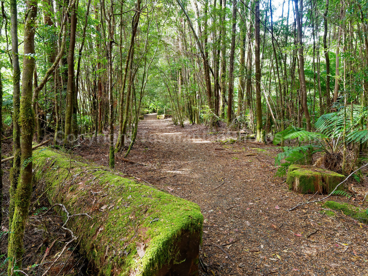 Walking track along the Styx Valley on the edge of the Tasmanian Wilderness World Heritage Site. (martin chambers: tasmanianphotos.com) (06/01/19) : Styx-Valley-Rainforest-Tasmania_20190106-205510