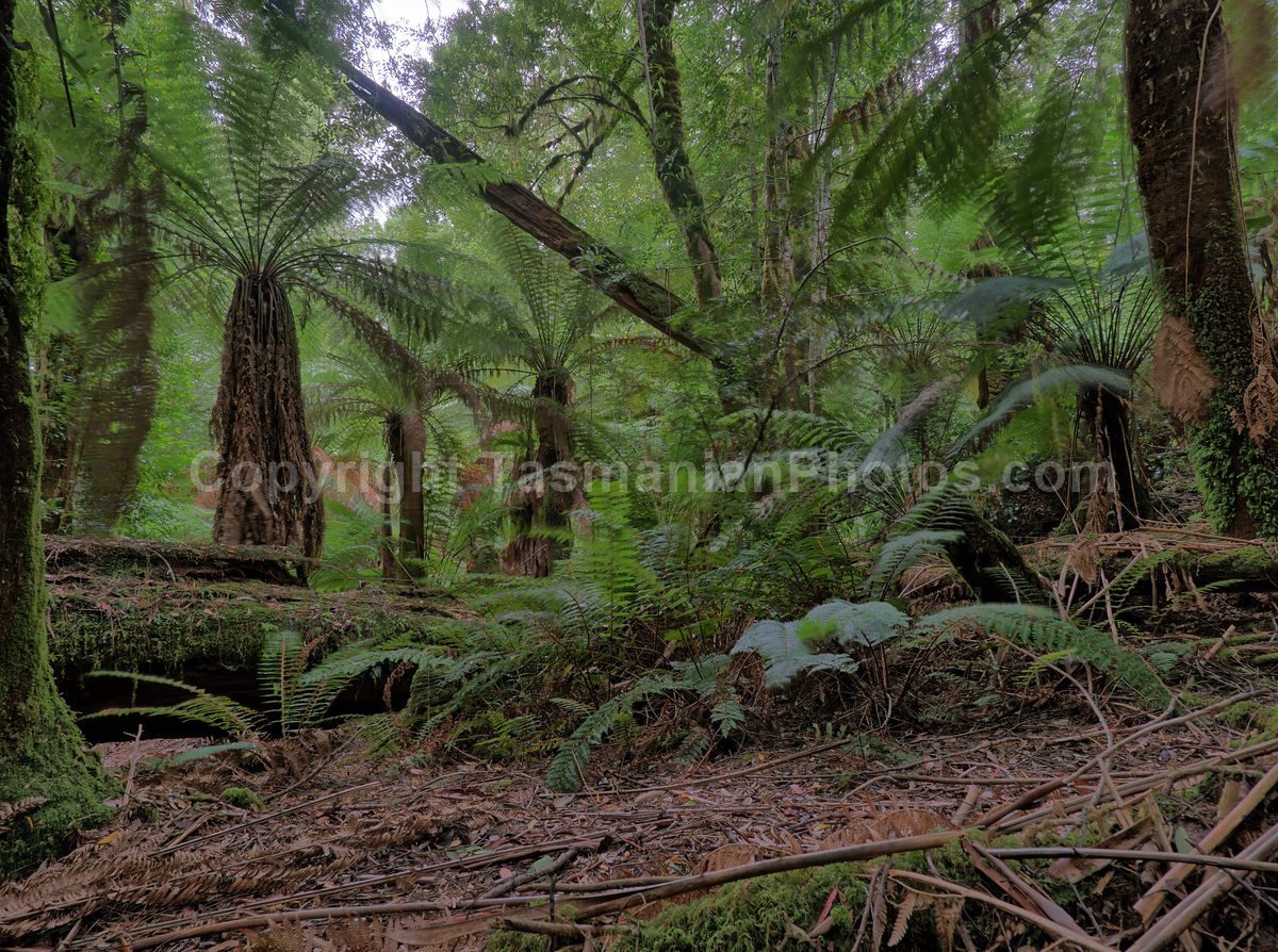 Walking track along the Styx Valley on the edge of the Tasmanian Wilderness World Heritage Site. (martin chambers: tasmanianphotos.com) (06/01/19) : Styx-Valley-Rainforest-Tasmania_20190106-205518