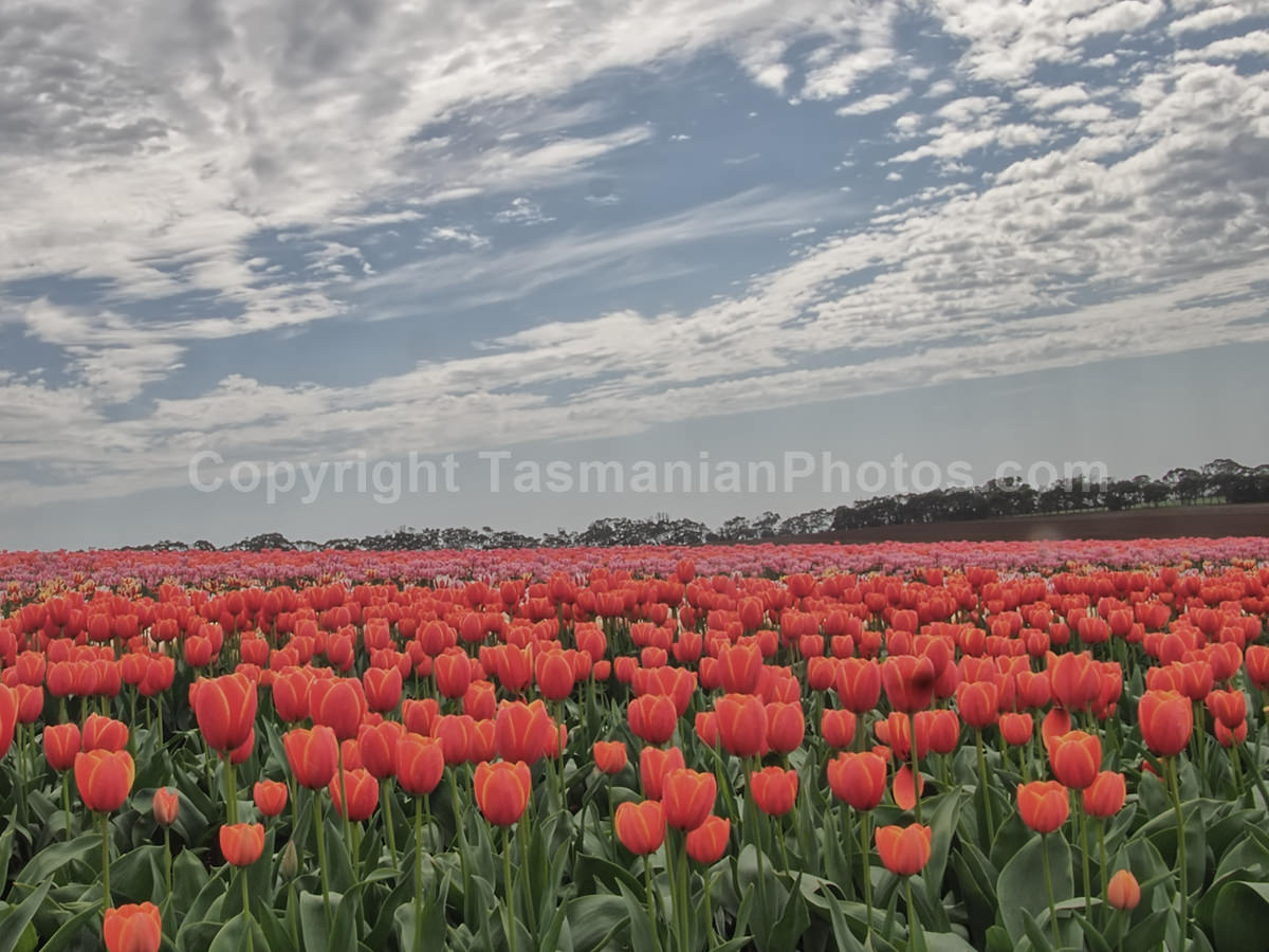 Table Cape Tulip Farm on Table Cape in the North West Coast, Tasmania. Tulips in Spring. (martin chambers: tasmanianphotos.com) (03/10/20) : Table-Cape-Tulip-Farm-Tasmania_20201003-085250