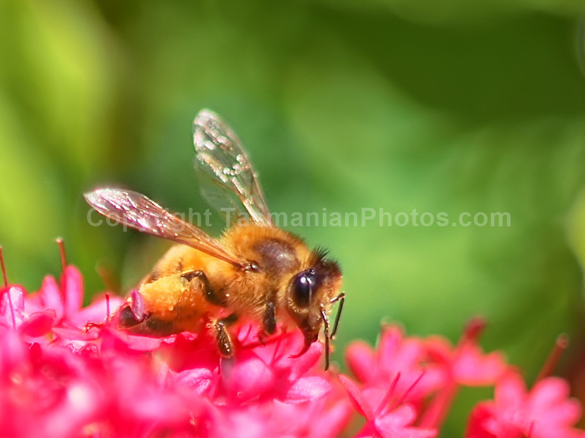 Bees in summer time in West Hobart, Tasmania.  (martin chambers: tasmanianphotos.com) (08/12/19) : West-Hobart-Bess-Tasmania_20191208-203335