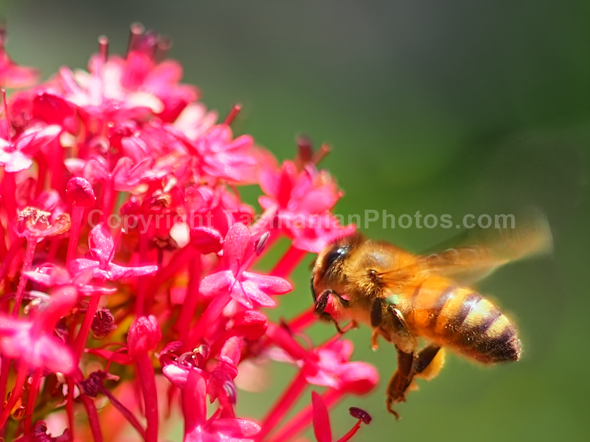 Bees in summer time in West Hobart, Tasmania.  (martin chambers: tasmanianphotos.com) (08/12/19) : West-Hobart-Bess-Tasmania_20191208-203337