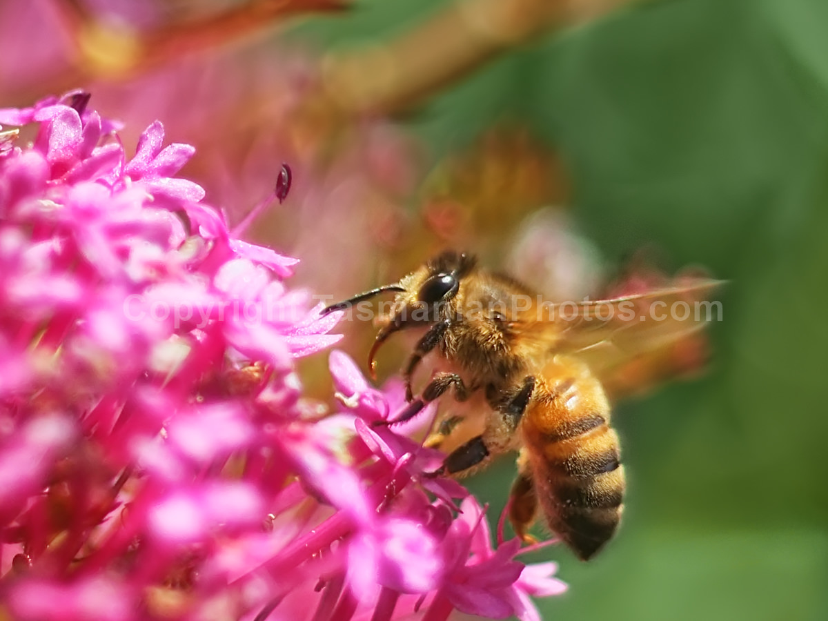 Bees in summer time in West Hobart, Tasmania.  (martin chambers: tasmanianphotos.com) (08/12/19) : West-Hobart-Bess-Tasmania_20191208-203340