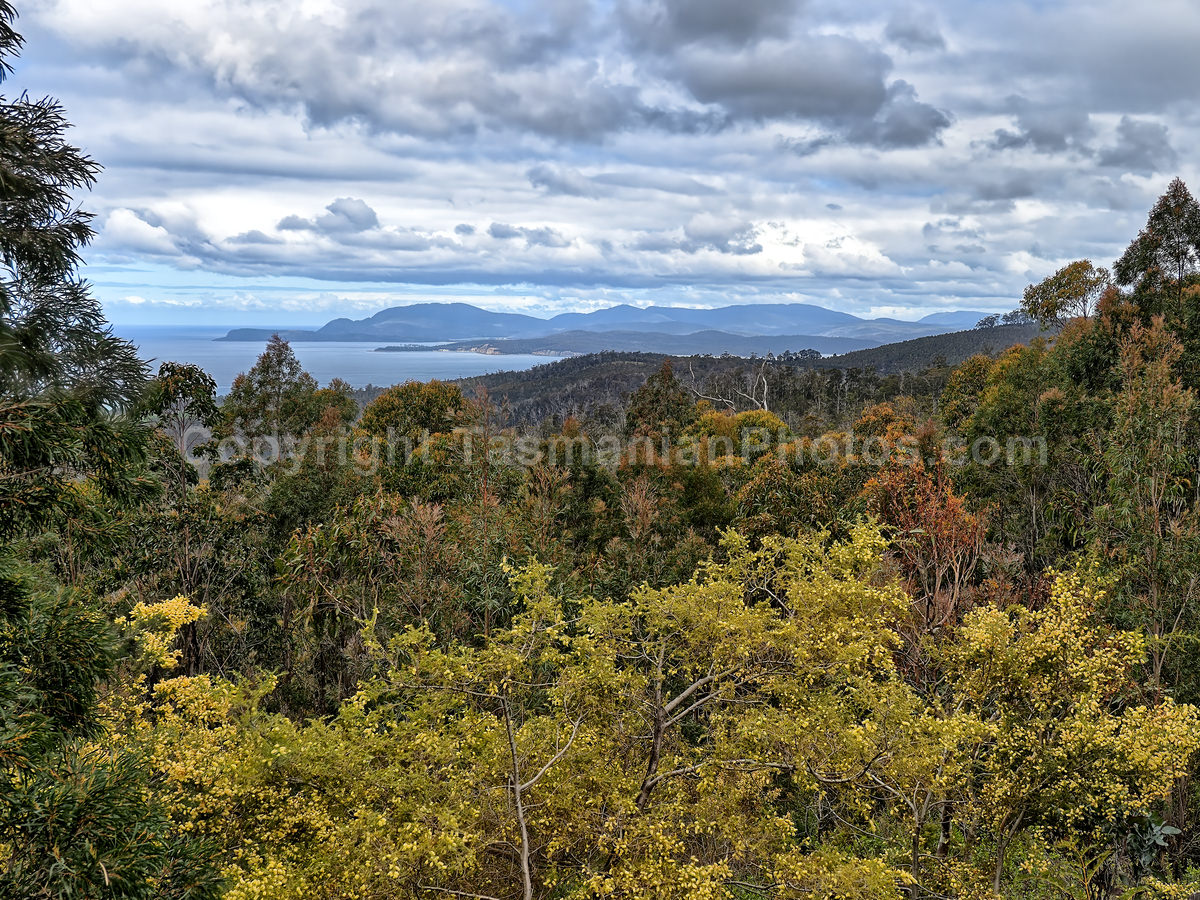 Wielangta Road looking towards Marion Bay. (martin chambers: tasmanianphotos.com) (09/10/19) : Wielangta-State-Forest-Tasmania_20191009-203749