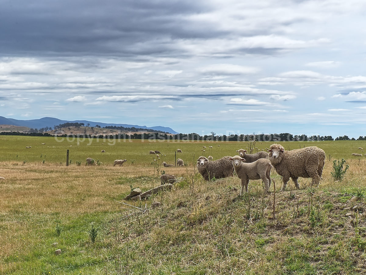 York Plains  in Central Tasmania. (martin chambers: tasmanianphotos.com) (22/01/21) : York-Plains-Sheep-Tasmania_20210122-150605