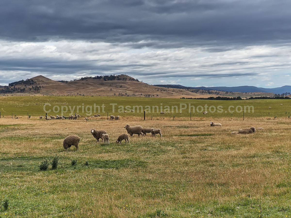 York Plains  in Central Tasmania. (martin chambers: tasmanianphotos.com) (22/01/21) : York-Plains-Sheep-Tasmania_20210122-150952